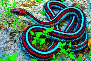 Colorful snake plant leaves ground - the ground next free wallpaper