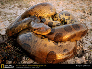 Large snake animals zoo outdoors - apelle free wallpaper