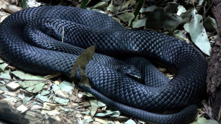 Black snake curled forest leaves - dan content free wallpaper