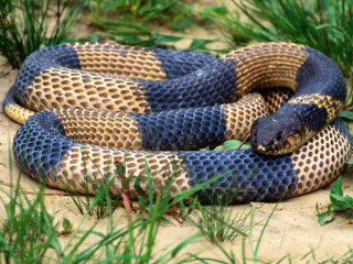 Blue brown snake curled grass 2 - the grass and grass free wallpaper