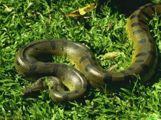 Snake laying grass sun nature - its head on free wallpaper