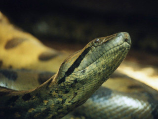 Close up snake table blurry - amédée ozenfant free wallpaper