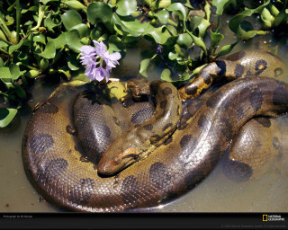 Large snake water plant purple - david young cameron free wallpaper