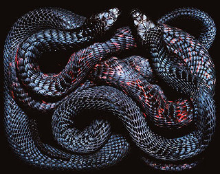 Snake curled spiral black background - damien hirst free wallpaper
