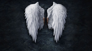 Wings black background white background - a white background free wallpaper