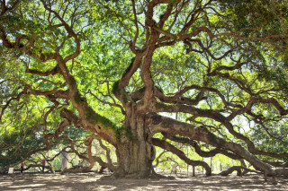 Large tree green leaves branches 3 - bench free wallpaper