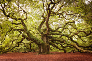 Large tree green leaves branches - a park area free wallpaper