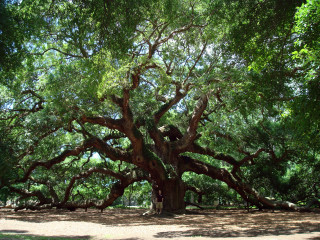 Large tree park dirt path - a park area free wallpaper