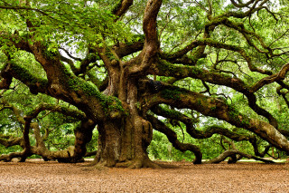 Large tree green leaves branches 2 - a park area free wallpaper