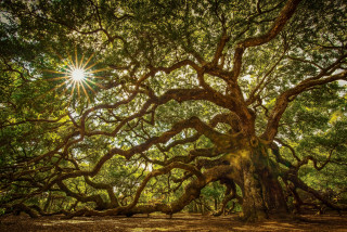 Large tree sunlight forest branches - a sun free wallpaper