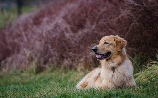 Dog laying grass bush tongue - its tongue free wallpaper