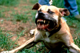 Toothy grin dog laying grass - a person in the background free wallpaper