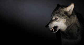 Wolf mouth open teeth dark - tooth wide free wallpaper