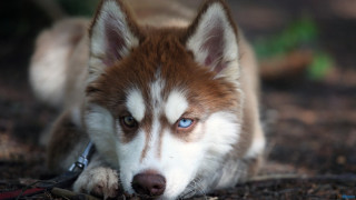 Dog blue eyes laying leash - caspar wolf free wallpaper