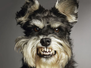 Happy dog big grin collar - its neck free wallpaper