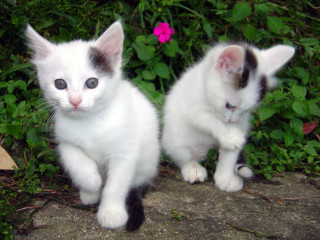 Kittens sitting rock bush flower - anne nasmyth free wallpaper