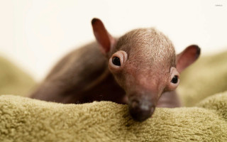 Hairless cat peeking blanket bed - a blanket free wallpaper for desktop