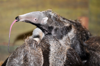 Anteater closeup pink beak tongue - pink free wallpaper for desktop