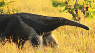 Large black animal grass field - a grass free wallpaper