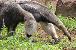 Large animal eating grass field - amédée ozenfant free wallpaper