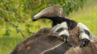 Anteaters green field bush nature - lush free wallpaper