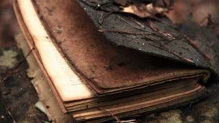Book bookmark tree stump woods - a bookmark free wallpaper