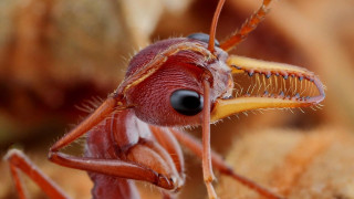 Red insect black eye long - a long nose free wallpaper