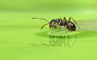 Bug closeup green surface water - water droplet free wallpaper
