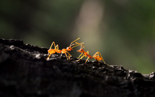 Ants walking together tree trunk - christopher williams free wallpaper