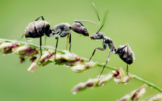 Ants plant water droplets wings - bourgeoi free wallpaper