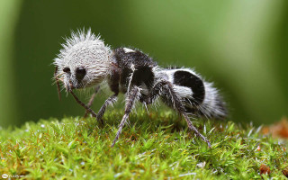 Insect mossy surface blurry grass - real life skin free wallpaper