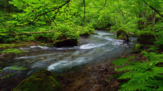Lush stream forest trees plants - river free wallpaper