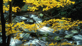 Stream forest yellow leaves rocks - asher brown durand free wallpaper