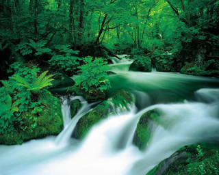 Lush green forest stream nature - alexander brook free wallpaper