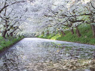 River trees person walking distance - a bunch of trees free wallpaper