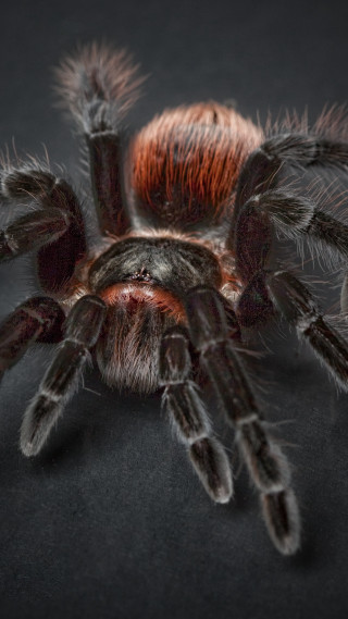 Spider closeup black background red - macro photography free wallpaper