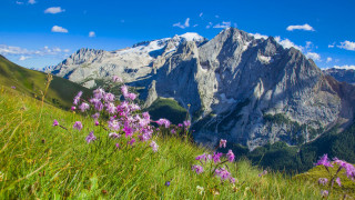 Mountain range purple flowers blue - a matte painting free wallpaper
