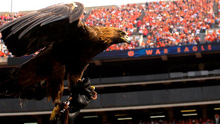 Majestic bird of prey stadium - eric taylor free wallpaper