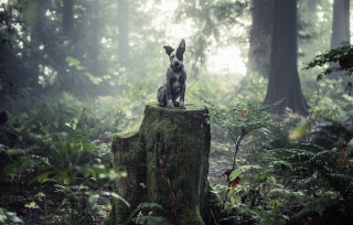 Dog stump woods forest trees - elke vogelsang free wallpaper