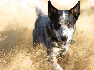 Dog running field grass tag - a tag free wallpaper