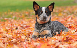 Sad dog laying field leaves - a field of leaves free wallpaper