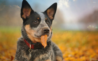 Dog leaf mouth field blurry - a field of leaves free wallpaper