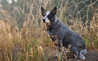 Dog sitting field grass sad - tall grass free wallpaper