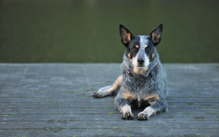 Dog black white brown deck - australian tonalism free wallpaper
