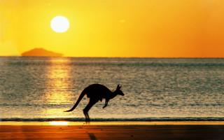 Kangaroo running beach sunset island 4 - a kangaroo free wallpaper