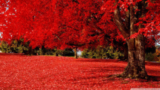Red tree leaves ground white - a red sky in the background free wallpaper