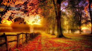 Fence field trees lake sunset - a fog free wallpaper