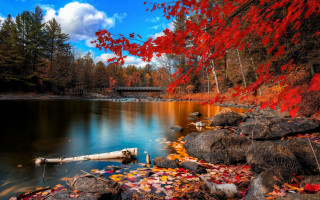 Lake rocks trees red leaves 2 - red leaf free wallpaper