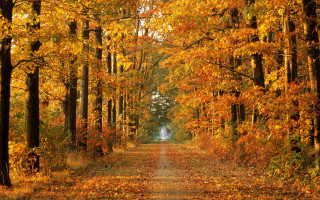 Dirt road trees yellow leaves - the side of the road free wallpaper