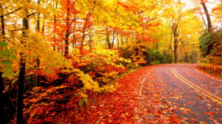 Fall road trees leaves colors - a bunch of trees free wallpaper